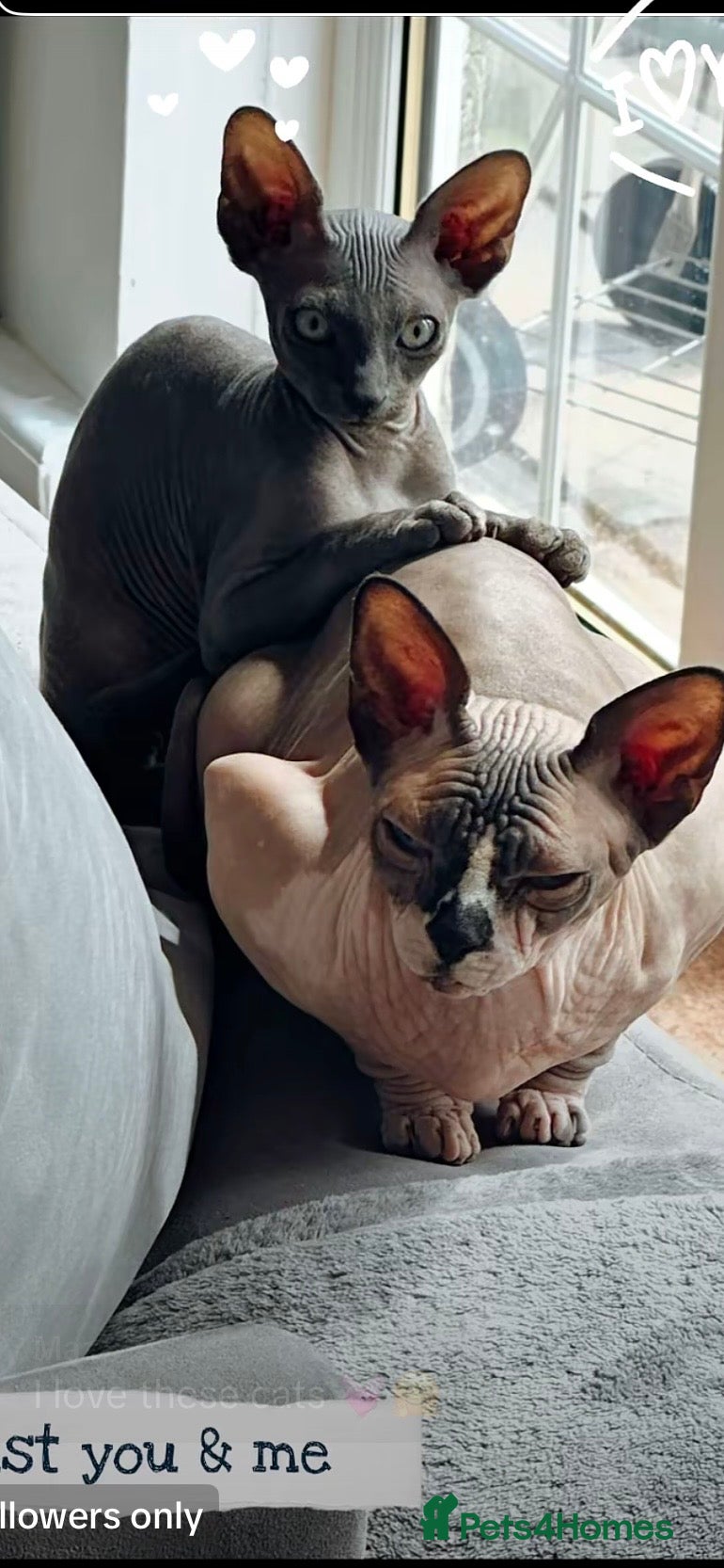 Sphynx cats 4 beautiful sphynx kittens for sale  - Advert 2