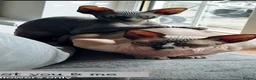 Sphynx cats for sale: 4 beautiful sphynx kittens for sale  - Advert 1