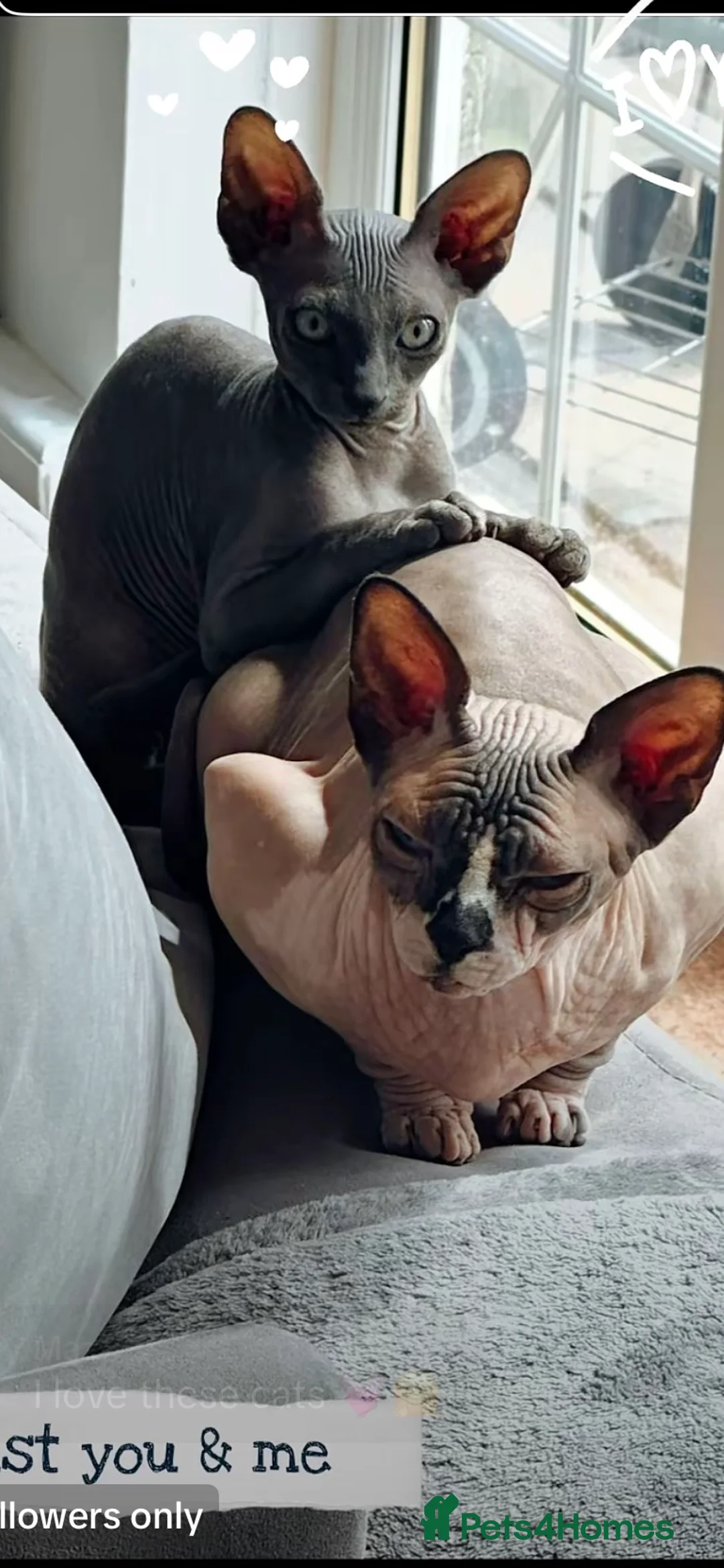 Sphynx cats for sale: 4 beautiful sphynx kittens for sale  - Advert 1