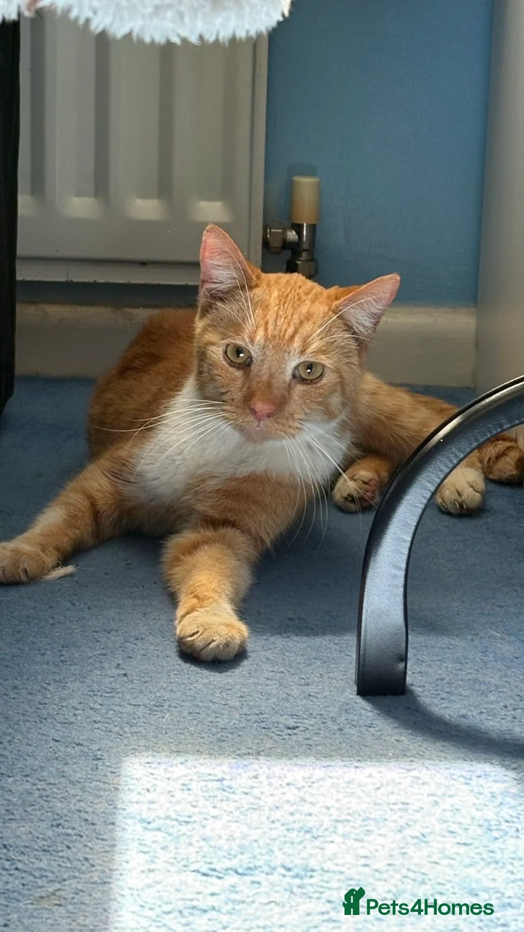 Domestic Shorthair cats for sale: Ginger Tabby Cat in Telford - Advert 7