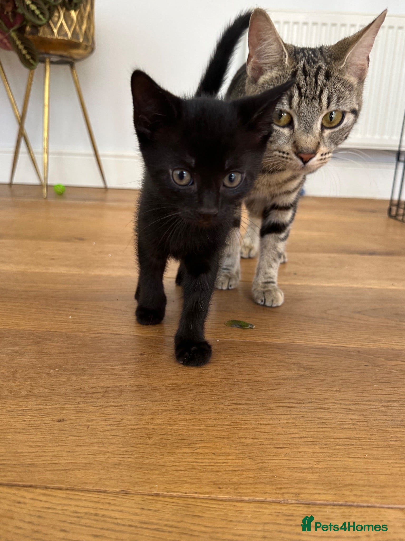 Mixed Breed cats Male kittens  - Advert 6