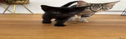 Mixed Breed cats for sale: Male kittens  in Swansea - Advert 1