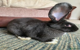 Continental Giant rabbits for sale: Continental giant rabbits  - Image 9