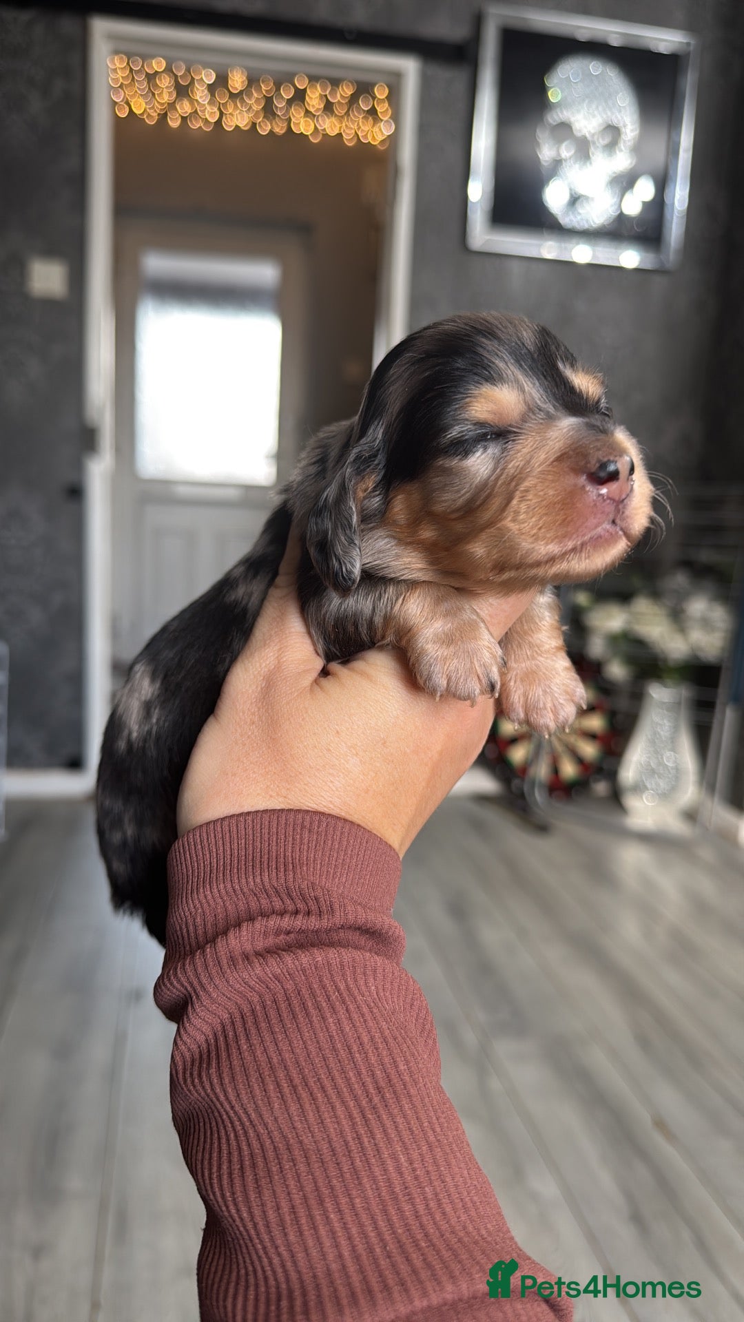 Miniature Dachshund dogs for sale: Long hair mini dachshunds  - Advert 1