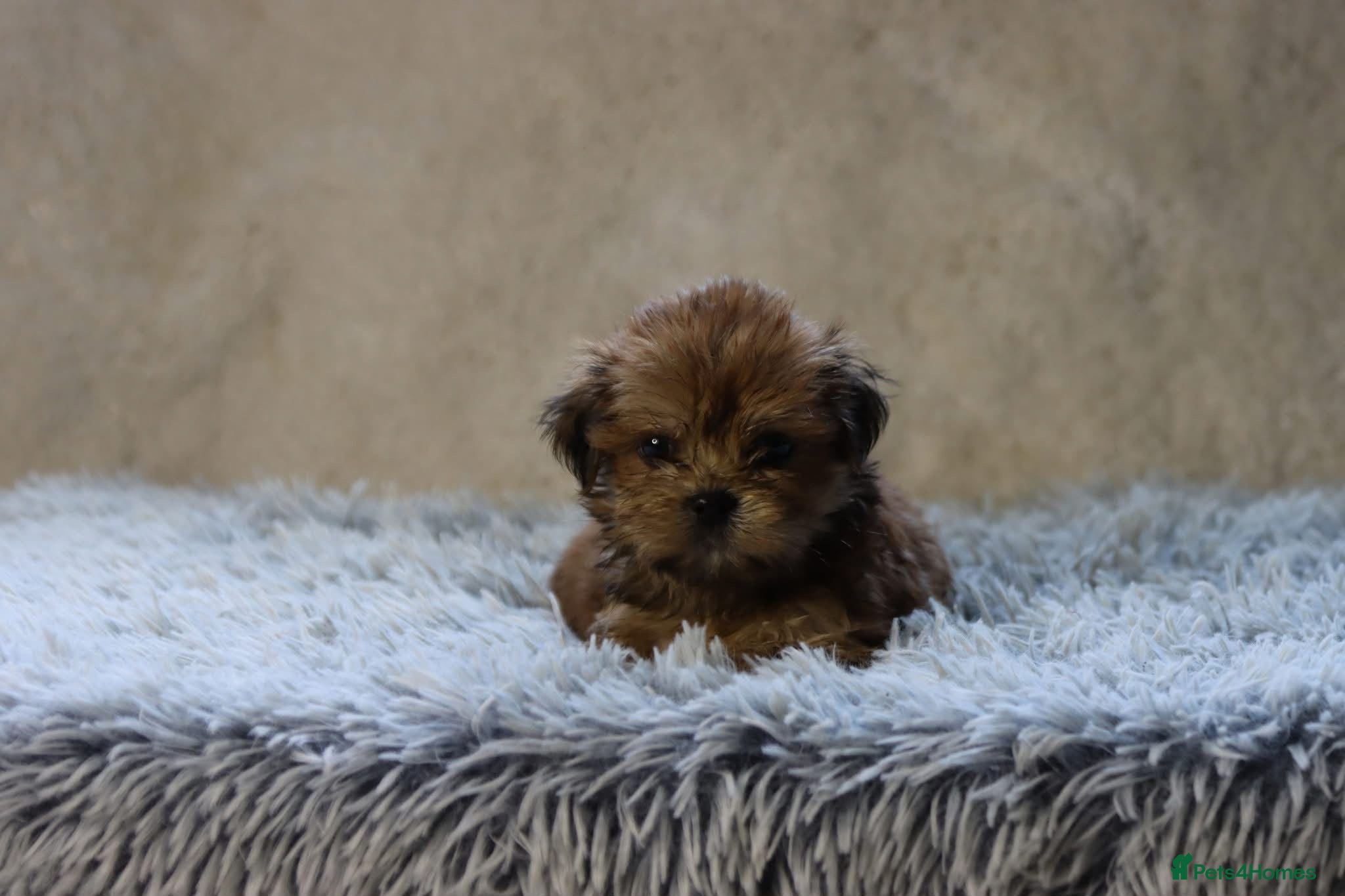 Lhasa Apso dogs 5 beautiful lahsa apso male pups for sale  - Advert 2