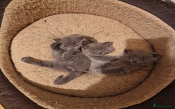 British Shorthair cats for sale: British shorthair kitties for sale - Advert 1