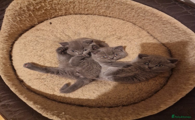 British Shorthair cats British shorthair kitties for sale - Advert 4