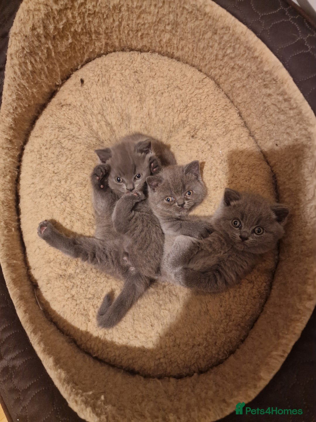 British Shorthair cats for sale: British shorthair kitties for sale - Advert 1
