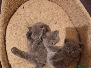 British Shorthair cats for sale: British shorthair kitties for sale - Advert 1