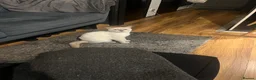 British Shorthair cats for sale: British shorthair kitten Molly  in Slough - Advert 4