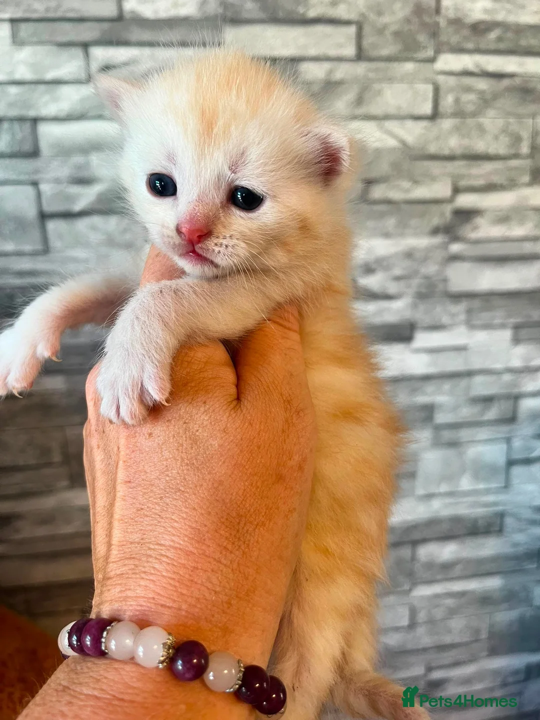 Maine Coon cats for sale: Maine coon x  in Chippenham - Advert 6