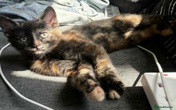 British Shorthair cats for sale: Mixed Russian Blue - British shorthair kittens  - Image 14