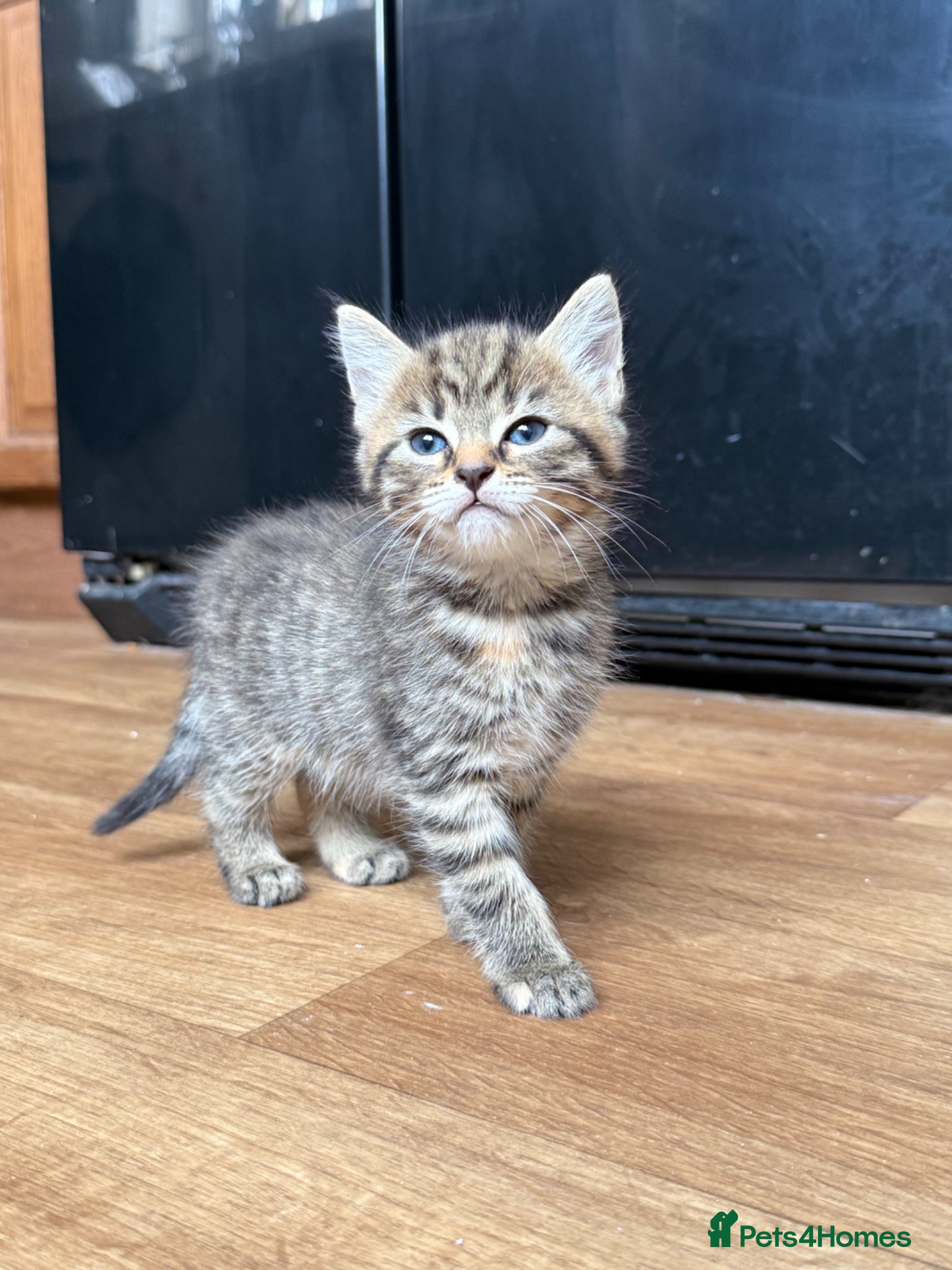 Mixed Breed cats for sale: 1 boy & 3 girl kittens 🐈🐾🩷🩵 - Advert 14