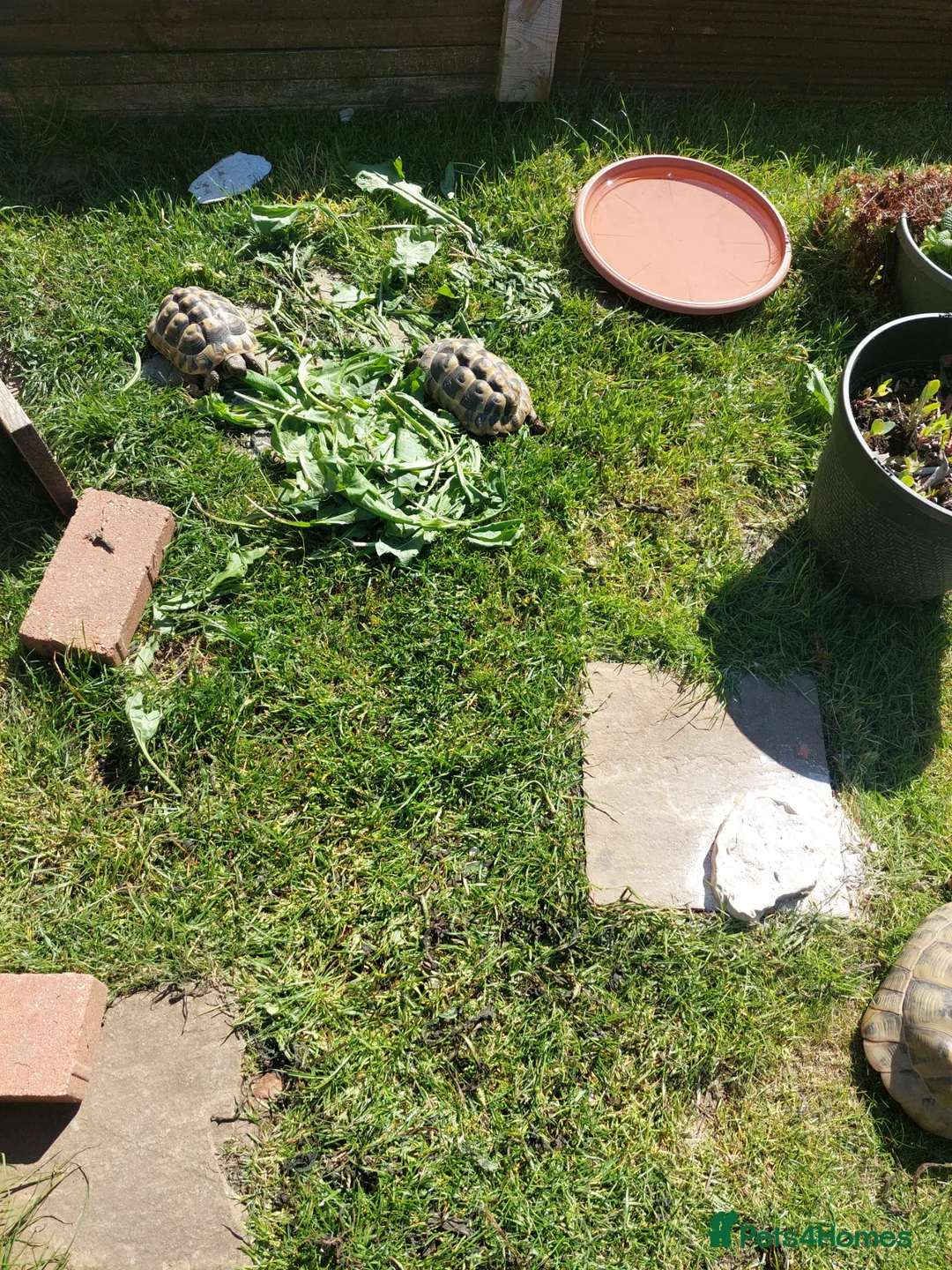 Hermann Tortoise reptiles for sale: Hermann tortoise - Advert 2