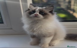 Ragdoll cats for sale: 🐾Tica full pedigree🩷 EU Ragdoll 🐱🐾DNA Clear ❤️ - Image 20