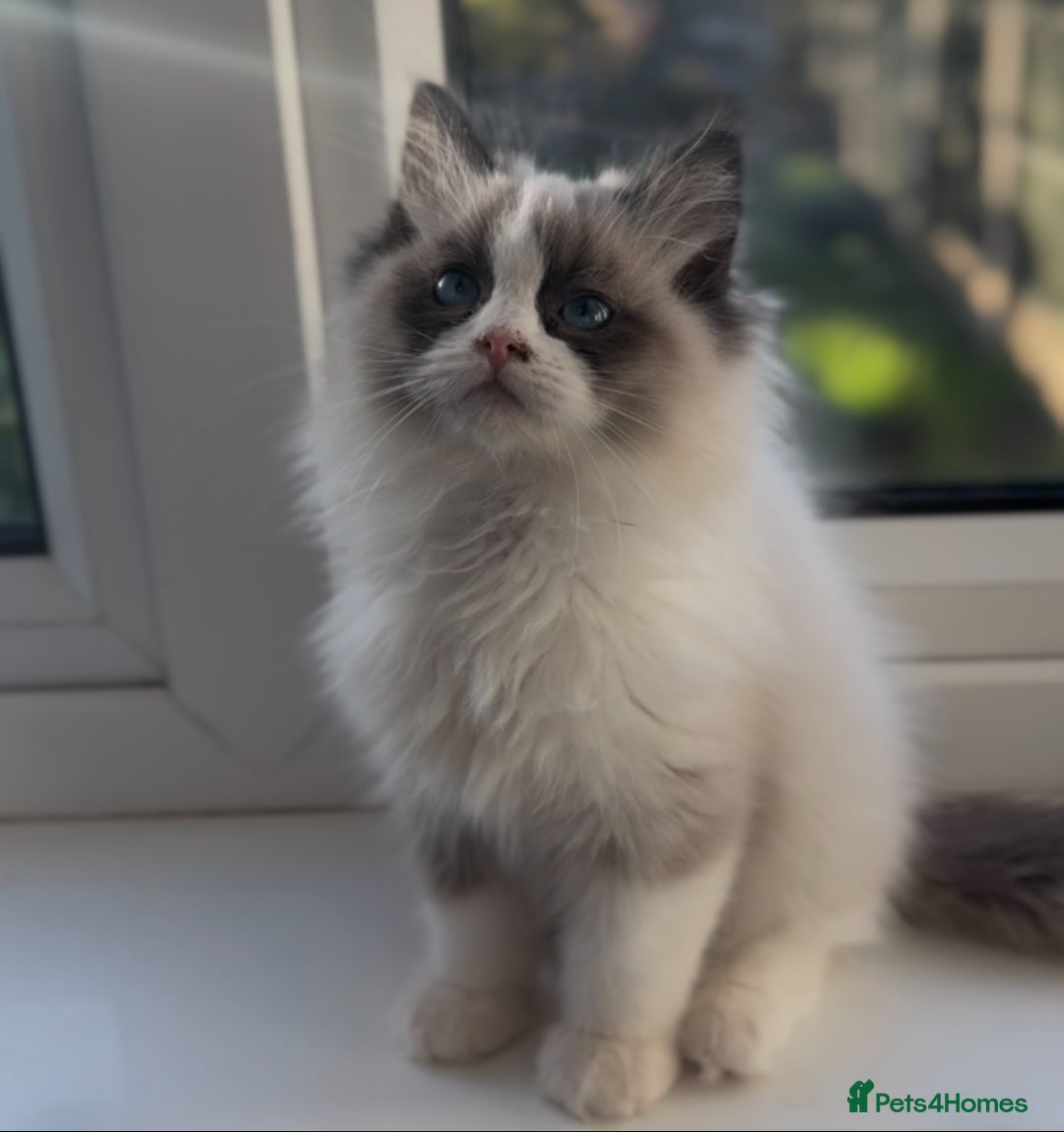 Ragdoll cats for sale: 🐾Tica full pedigree🩷 EU Ragdoll 🐱🐾DNA Clear ❤️ - Image 20