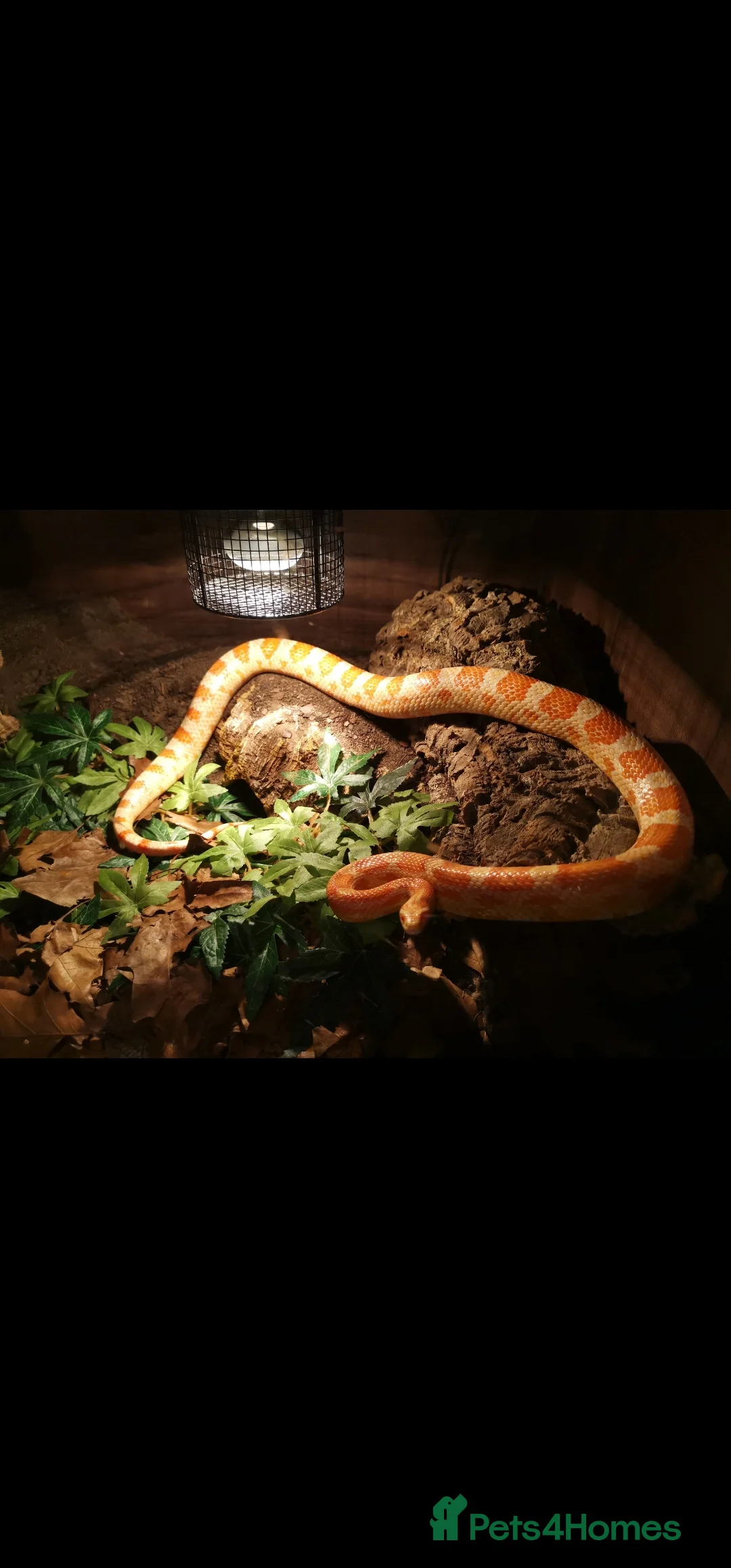 Corn Snake reptiles for sale: Amel (amelanistic) corn snake - Advert 2