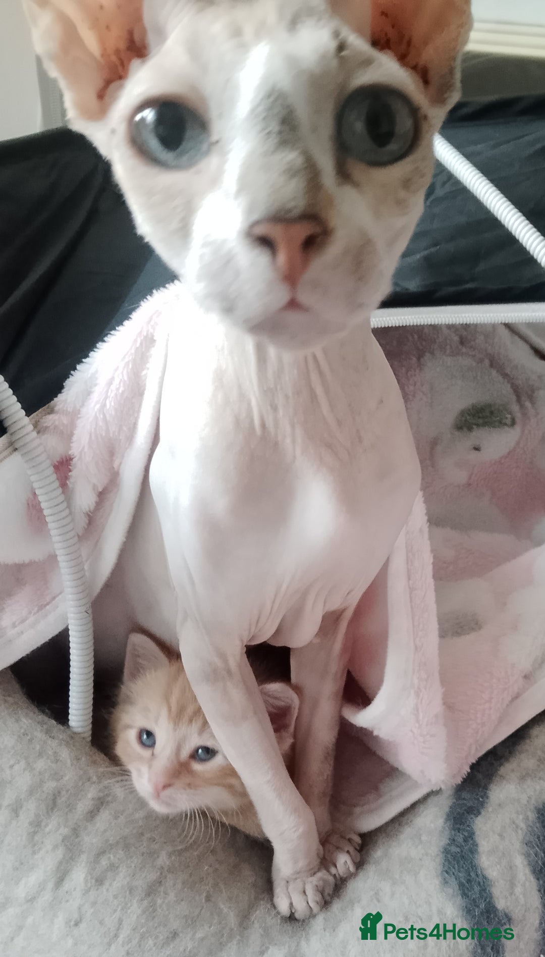 Mixed Breed cats for sale: Sphinx cross kittens available  - Advert 6