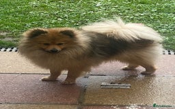 Pomeranian dogs for sale: Our 3 year old Pomeranian boy  - Image 7
