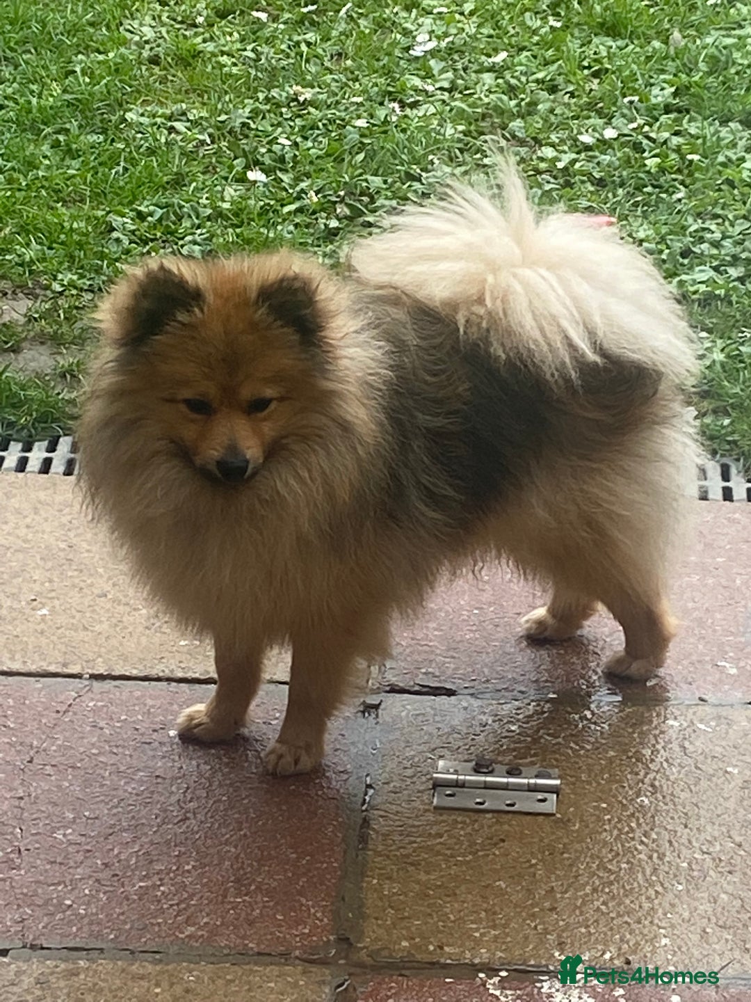 Pomeranian dogs for sale: Our 3 year old Pomeranian boy  - Image 7