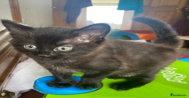 Mixed Breed cats - Advert 6