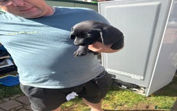 Mixed Breed dogs for sale: Dashound x beagle - Image 9