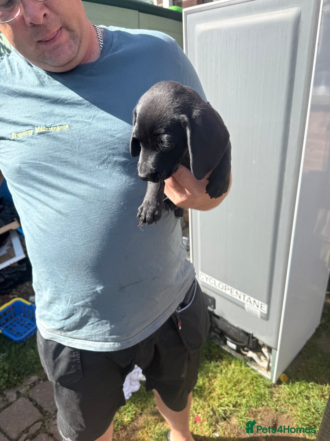 Mixed Breed dogs for sale: Dashound x beagle - Image 9