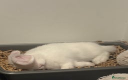 Dwarf Lop rabbits for sale: White Dwarf Llop - Image 10
