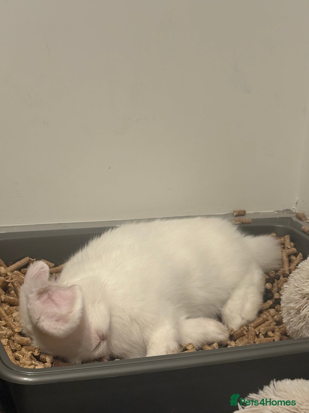 Dwarf Lop rabbits for sale: White Dwarf Llop - Image 10