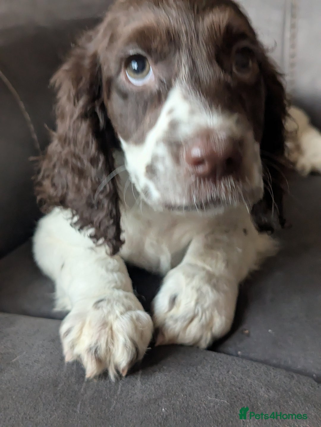 Cocker Spaniel dogs for sale: Cocker spaniel beauties in Shildon - Image 10