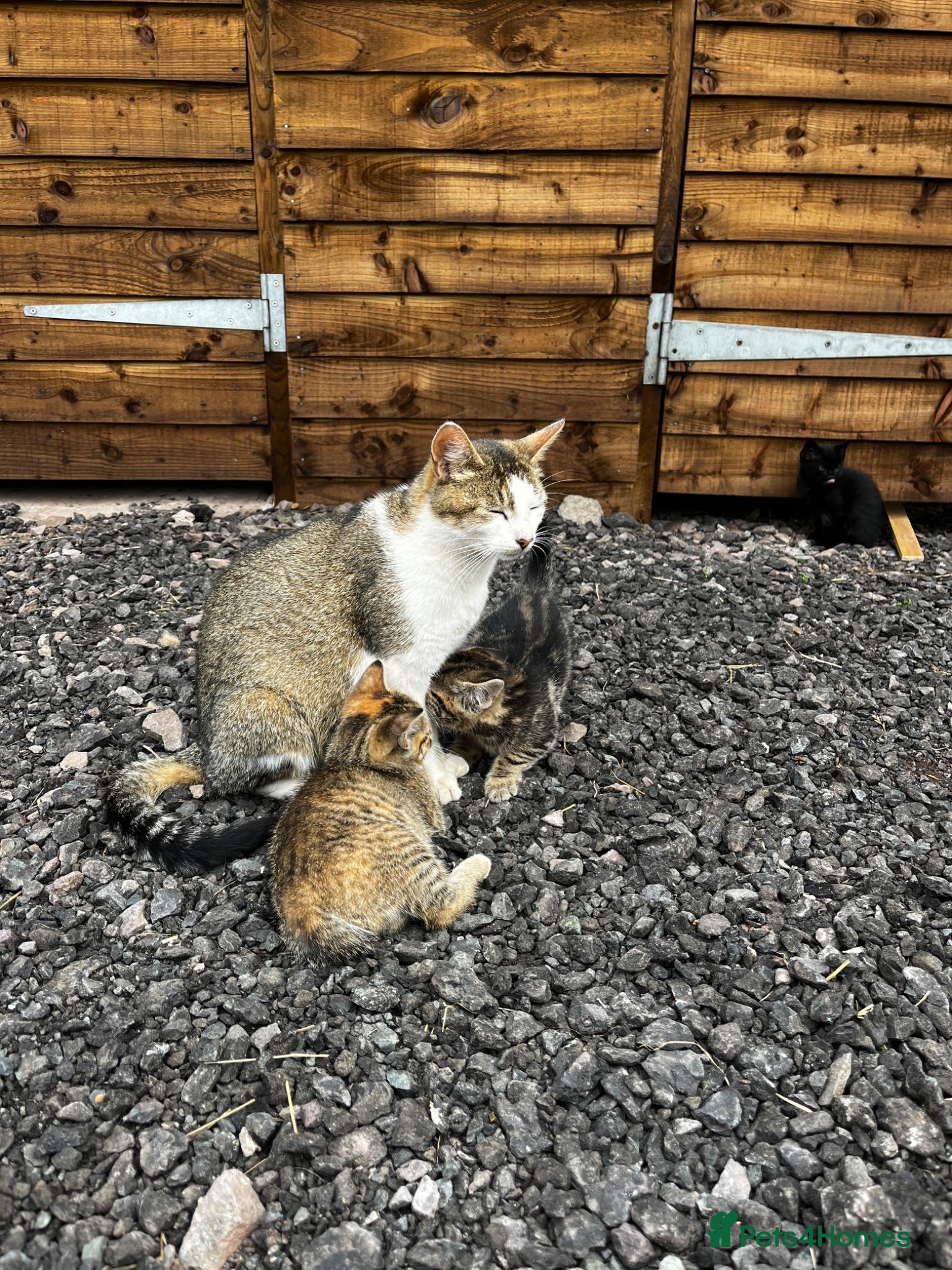 Mixed Breed cats Kittens looking for new homes - Advert 1