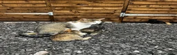 Mixed Breed cats for sale: Kittens looking for new homes - Advert 1