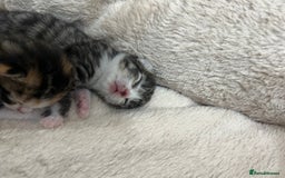 Bengal cats for sale: Rare Bengal Breed In White and Grey Ginger - Image 5
