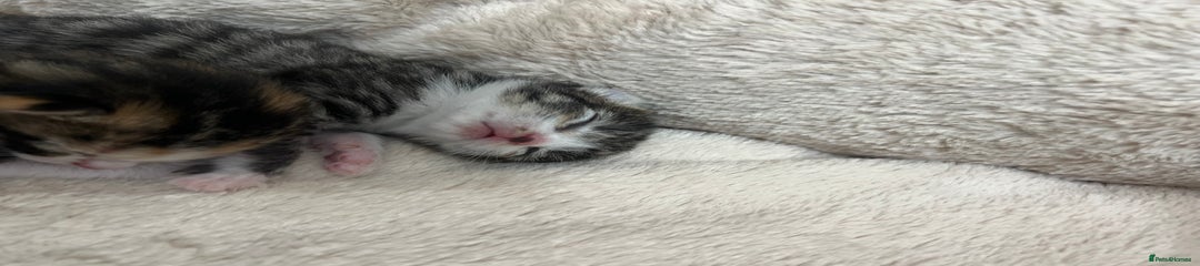 Bengal Kitten 1