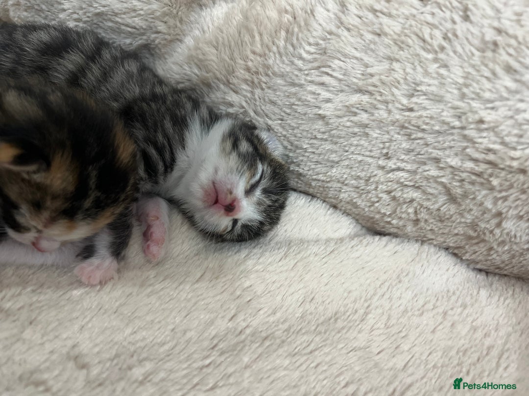 Bengal cats for sale: Rare Bengal Breed In White and Grey Ginger - Image 5