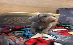 Miniature Dachshund dogs for sale: GORGEOUS MINIATURE DACHSHUND PUPPIES FOR SALE - Image 4