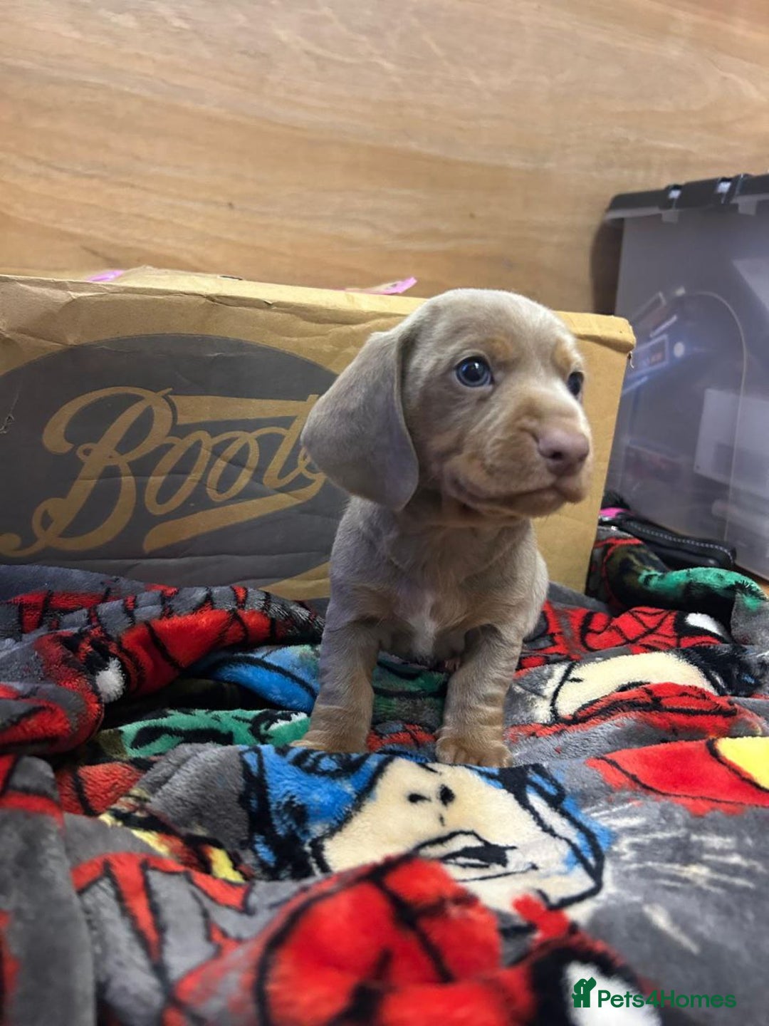 Miniature Dachshund dogs for sale: GORGEOUS MINIATURE DACHSHUND PUPPIES FOR SALE - Image 4