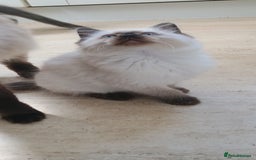 Ragdoll cats for sale: Ragdoll kitten for sale - Image 2