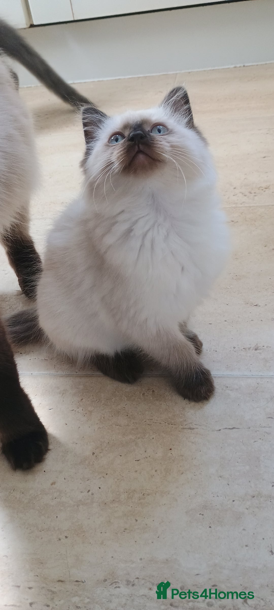 Ragdoll cats for sale: Ragdoll kitten for sale - Image 2