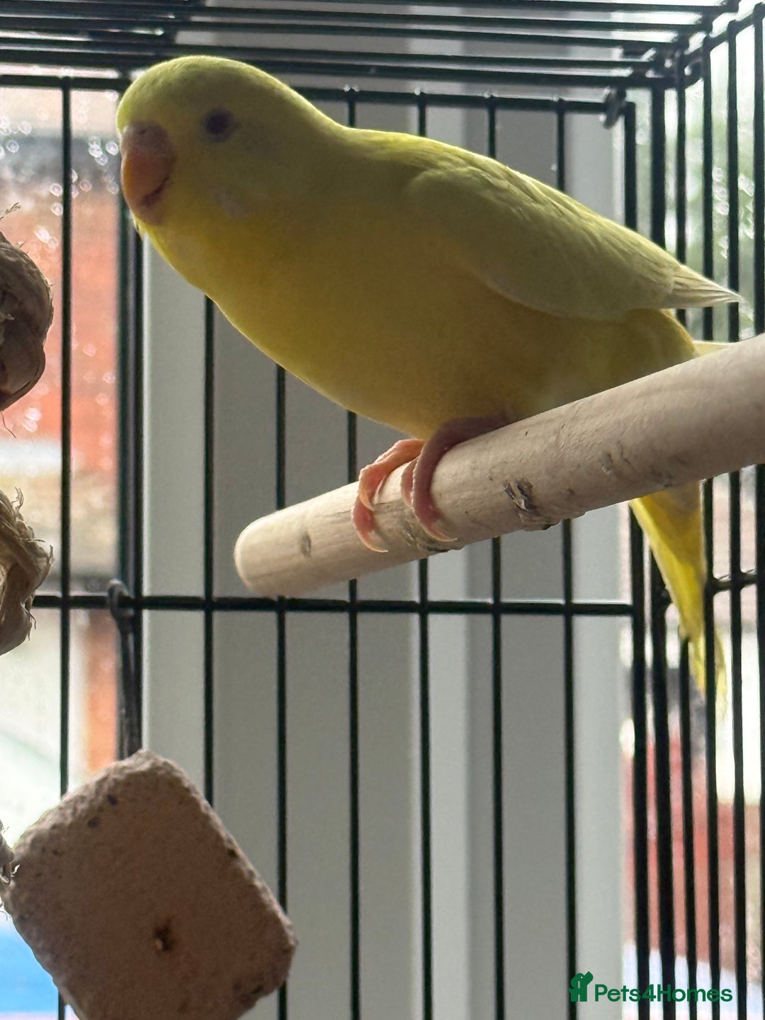 Budgerigars birds for sale: 🌈 Beautiful Budgies Looking for Loving Homes 🌈 - Advert 2
