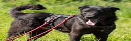 Mixed Breed dogs for adoption: Meet Toby – The Friendliest Boy You’ll Ever Meet! - Advert 2