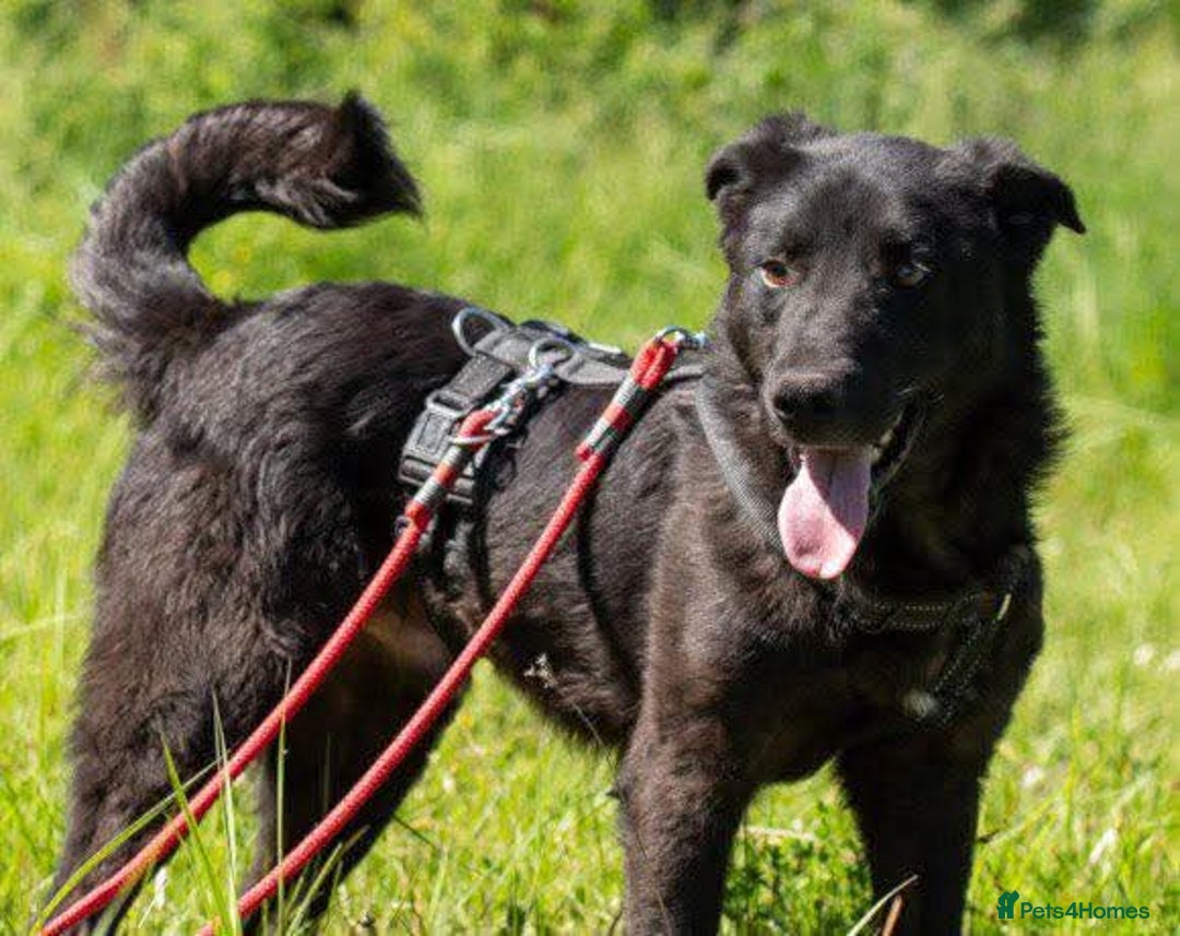 Mixed Breed dogs for adoption: Meet Toby – The Friendliest Boy You’ll Ever Meet! - Advert 2