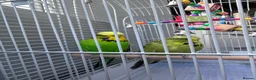 Parakeets birds for sale: Two beautiful young parakeets/12 months old  in Birmingham - Advert 1