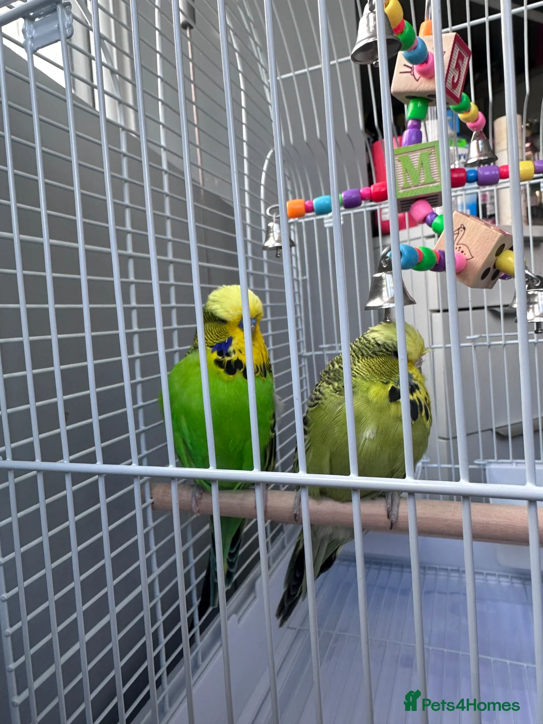 Parakeets birds for sale: Two beautiful young parakeets/12 months old  in Birmingham - Advert 1