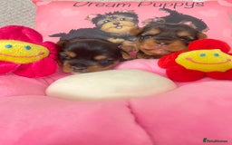 Yorkshire Terrier dogs for sale: Beautiful 2 Girls Yorkshire Terrier Pedigree  - Advert 5