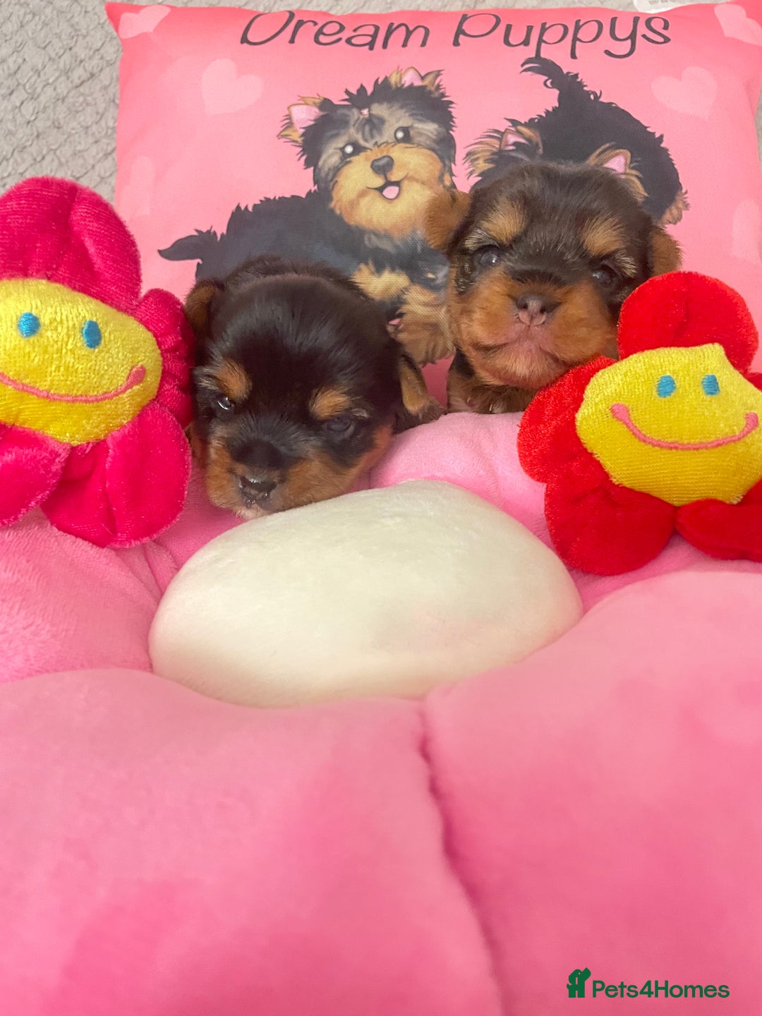 Yorkshire Terrier dogs for sale: Beautiful 2 Girls Yorkshire Terrier Pedigree  - Advert 5