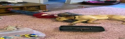 Labrador Retriever dogs for sale: Working Labrador Puppies in Leatherhead - Advert 3
