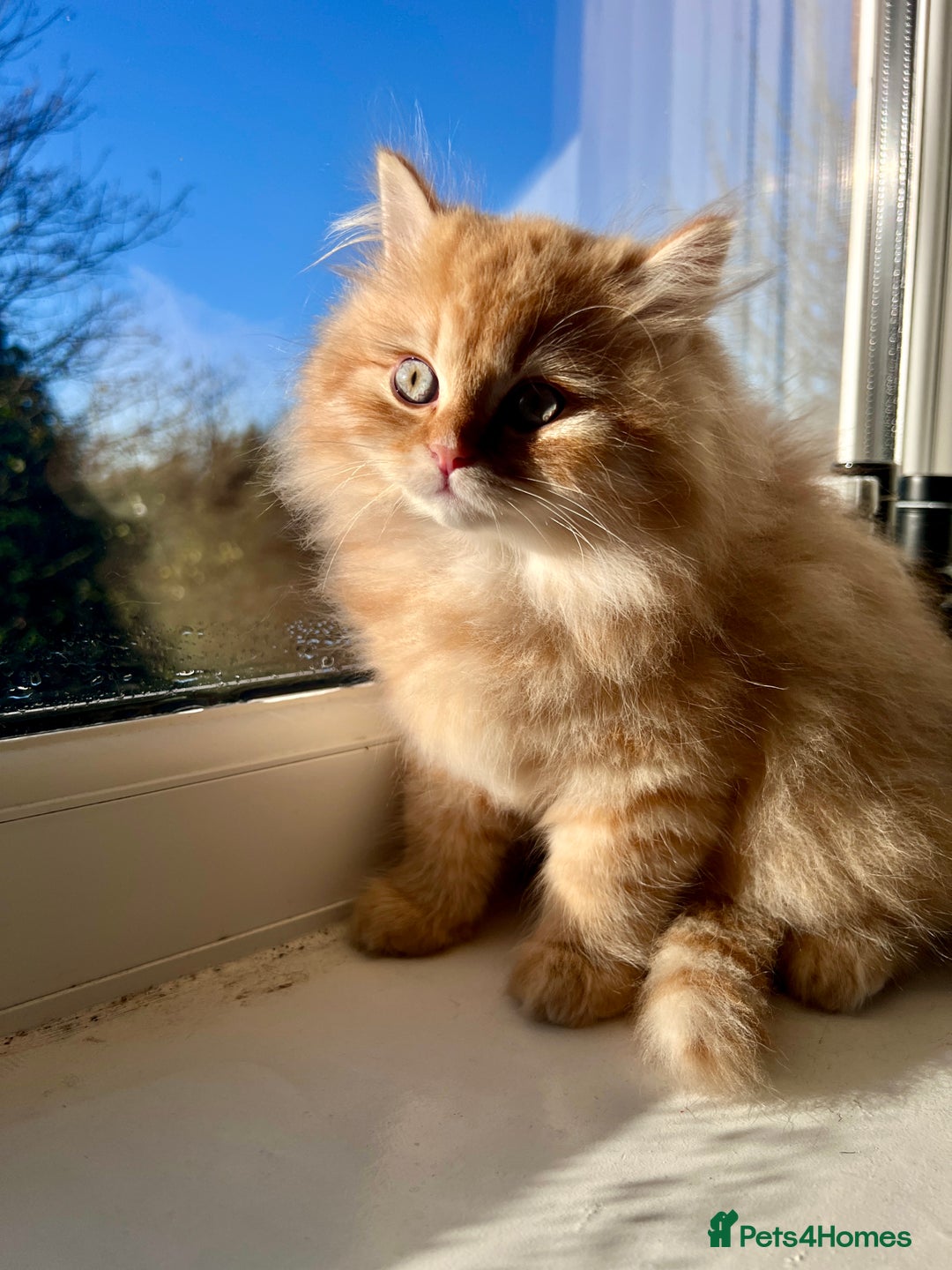 British Longhair cats for sale: We have 2 adorable Boy - Advert 5