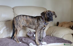 Mixed Breed dogs for adoption: Rosemary - Sweet & Calm - Image 15