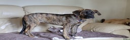 Mixed Breed dogs for adoption: Rosemary - RESERVED - Advert 15